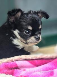 Chihuahua meravigliosi cuccioli con pedigree