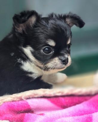 Chihuahua meravigliosi cuccioli con pedigree
