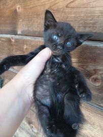 2 cucciole di gatto