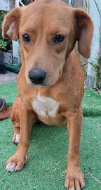 Meravigliosa cucciolotta