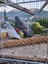 Pappagalli cocorito cocorite