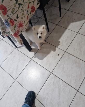 Volpino di pomeranea