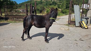 Pony