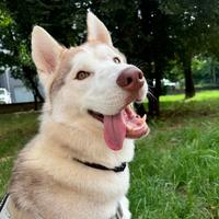 Husky