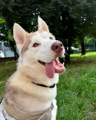Husky