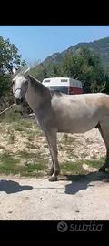 Cavalli