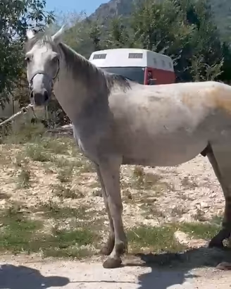 Cavalli