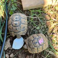 Tartaruga di terra testudo Graeca Cites C