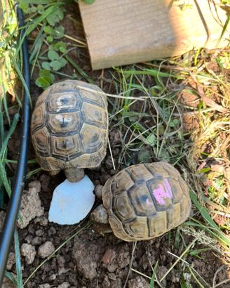 Tartaruga di terra testudo Graeca Cites C