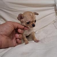 Chihuahua toy