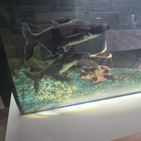 Pesce pangasius/ pesce squalo