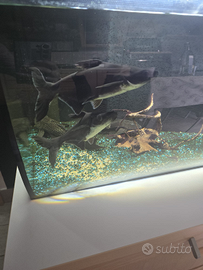 Pesce pangasius/ pesce squalo