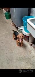 Beagle