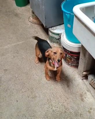 Beagle