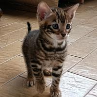 Cuccioli di Toyger