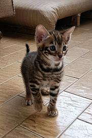 Cuccioli di Toyger