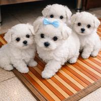 Cucciolo maltese toy