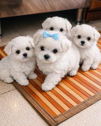 Cucciolo maltese toy