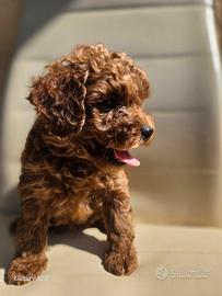 Barboncino toy redbrown m.i.c.r.o