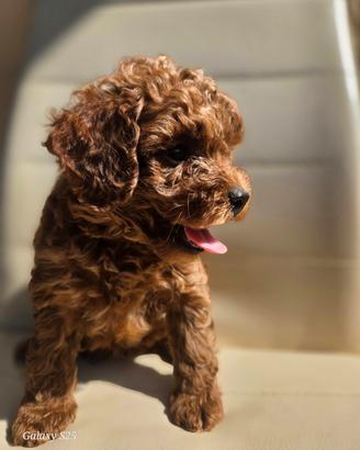 Barboncino toy redbrown m.i.c.r.o