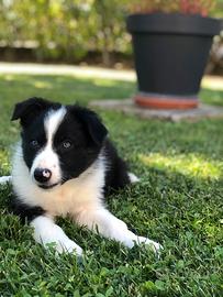 Border collie