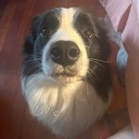 Border collie (maschio)