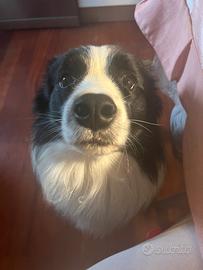 Border collie (maschio)