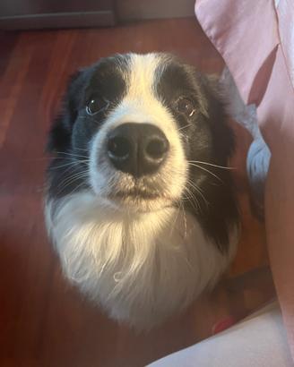 Border collie (maschio)