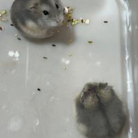 Cricetini Russi nati da poco. ?