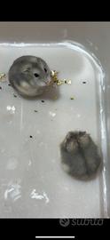 Cricetini Russi nati da poco. ?
