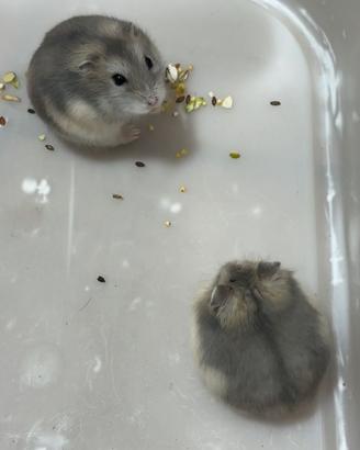 Cricetini Russi nati da poco. ?
