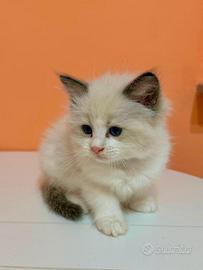 cuccioli di ragdoll