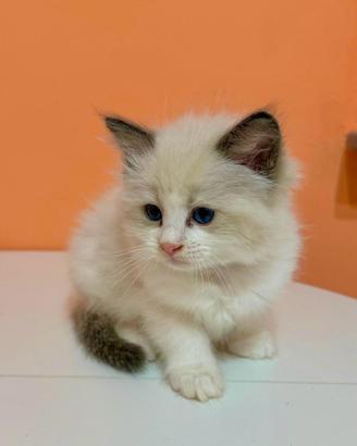 cuccioli di ragdoll