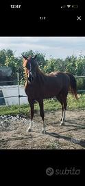 Cavallo arabo