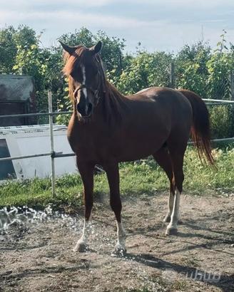Cavallo arabo