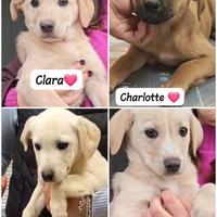 Cuccioli bianchi adotta dolce pelo corto