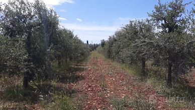 Oliveto di 3 ettari con progetto per costruire