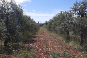 Oliveto di 3 ettari con progetto per costruire