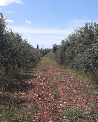 Oliveto di 3 ettari con progetto per costruire