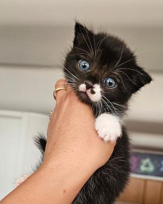 Munchkin zampe corte gatto bassotto