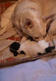 Chihuahua a Firenze