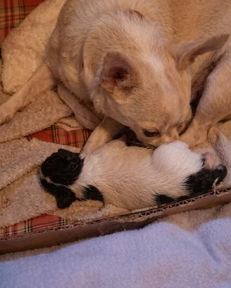 Chihuahua a Firenze