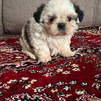 Cuccioli di Shih Tzu