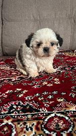 Cuccioli di Shih Tzu