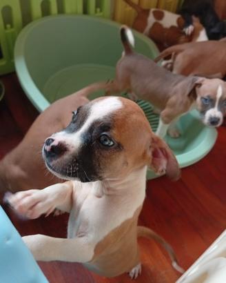 American Pitbull terrier standart UKC