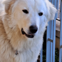 Pastore Maremmano disponibile per monta