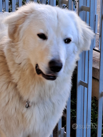 Pastore Maremmano disponibile per monta