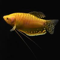 Trichogaster - colisa - macropodus tutti i colori