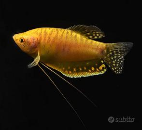 Trichogaster - colisa - macropodus tutti i colori