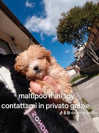 Cuccioli mini toy barboncini maltese maltipoo